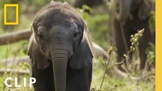 How Elephant Families Communicate and Bond  Secrets of the Elephants [upl. by Halil]