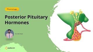 Posterior Pituitary Hormones Introduction  Human Physiology Lecture for Students [upl. by Perlie]