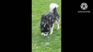 Dog vs Siberian Husky vs Alaskan Malamute vs Part 710 [upl. by Steel]