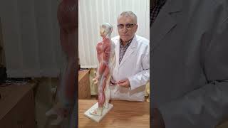 Coxartroza Coxartroză Gonartroză Spondiloză Medreflexline cluj doctor cj news herniededisc [upl. by Chase]