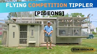 Flying Competition Tippler Pigeons  Loft Tour Stan Ogozalek [upl. by Ruth]