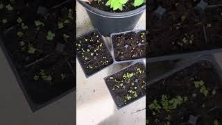 My collard greens seeds are up already out the dirt I just planted them seeds 72524 [upl. by Htennek463]