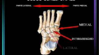 ANATOMIA DOS PÉS MMII [upl. by Lenahtan308]