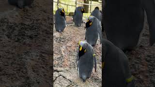 Cotswold road trip  Day 2 Birdlandtravel shortvideo birdsbirdlandcotswoldvillages [upl. by Canale]