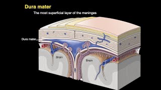 Meninges and Dural venous sinuses [upl. by Odnalref]