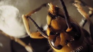 Cameras Capture a Hornet Hatching UpClose [upl. by Maller]