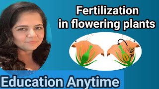 Fertilization in flowering plants [upl. by Ocirled]