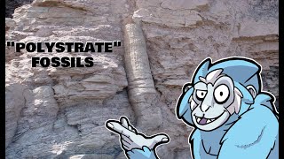 quotPolystrate Fossilsquot Preclude Young Earth Creationism  BiteSized Busts [upl. by Ellene]