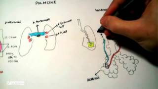 511 Polmone anatomia e fisiologia [upl. by Ashatan]