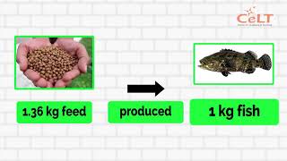 VIDEO 3 FEED CONVERSION RATIO FCR [upl. by Yedorb]