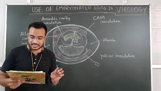 Use of embryonated eggs in clinical VIROLOGY  For BMLT 2nd year [upl. by Sabella]