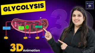 Glycolysis 3D Animation  Science in 3D [upl. by Tri]