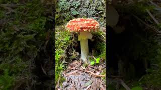 Fly agaric mushroom not edible [upl. by Aihsik]