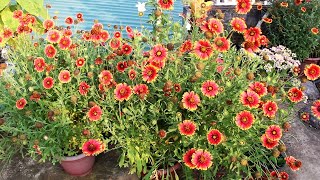 Growing Gaillardia n TRICKS to Get MAXIMUM Flowers [upl. by Rapp]