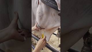 Intravenous injection in cattle veterinary AHD [upl. by Kaela31]