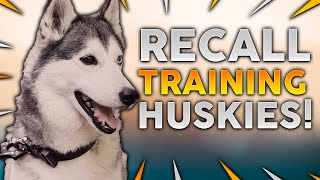 SIBERIAN HUSKY TRAINING Recall Training With Your Siberian Husky [upl. by Robb]