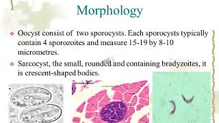 Sarcocystis species [upl. by Nitram]