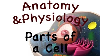 Cell Biology For Anatomy and Physiology  Parts of a Cell 0303 [upl. by Ashmead]