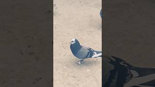 bollywood music song hindisong bollywoodsongs shortvideo pigeon nayaknhikhalnayakhumai bird [upl. by Janifer]