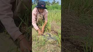 fisherwoman skills catch a lot of fish in the mud water by best hand shots topfishing [upl. by Nnahaid]