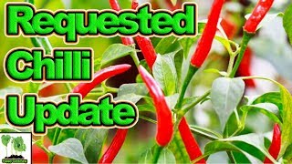 Requested Chilli Update [upl. by Dagna]