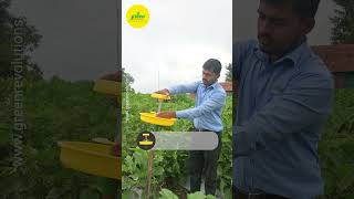 How To Use Mini Solar Trap  Mini Solar Trap  Insect Trap  Pest Management Using Trap [upl. by Asseneg461]