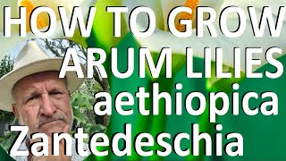 Tropical Gardens UK How to Grow the Arum LiIy  Zantedeschia aethiopica [upl. by Ladnor]