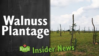 Neuigkeiten von der WalnussPlantage  Insider News  Karls ErlebnisDorf [upl. by Ranilopa236]