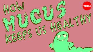 How mucus keeps us healthy  Katharina Ribbeck [upl. by Ingunna177]