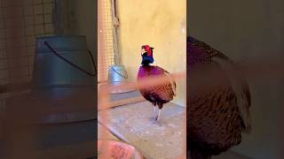 Pheasant Bird Soundshortsfeedshortsviralshortsbirdspheasantssoundbirdssongsfarmingenjoyment [upl. by Kcirtapnhoj]