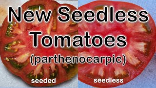 Seedless Tomato Miracle amp The Magic of Parthenocarpy [upl. by Yevad]