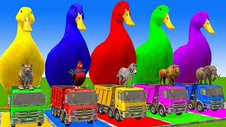 5 Giant Duck CartoonCowMammothTigerLionDinosaurPaint Wild Animals Crossing Fountain Animation [upl. by Vicki]