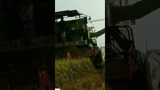 Kalyan Matka wa wala mara Gove ma khet kaatne wala vido short harvester machine hai ♥️🌱🌴 [upl. by Teage784]