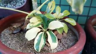 Schefflera Arboricola Plant  Variegated Umbrella Plant VID13 [upl. by Lenra]