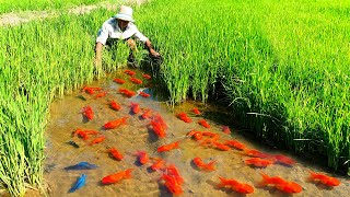 How Ornamental Fish Farmer Raising Thousands of fish and Harvest  Mud pond Last Harvest [upl. by Casia330]