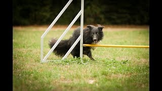 AGILITY GRUNDLAGEN  Beetees Graduation 2018 [upl. by Plato]