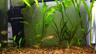 Glowlight amp Rummy Nose Tetras feeding [upl. by Nuawad]