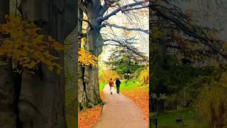 Beautiful Autumn Daily Life in Denmark music denmark shortsvideo [upl. by Riess]