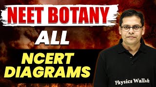 NEET Botany  All NCERT Diagrams in 1 Video ⚡  Physics Wallah [upl. by Dnumde]