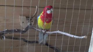 rozella białolica siedzi na jajkachPlatycercus eximiusEastern Rosella sits on eggs [upl. by Rehptosirhc]