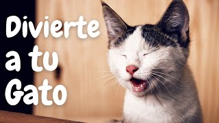 Video con Pájaros Cantando para Gatos y Perros [upl. by Keel136]