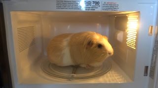 Microwave Guinea Pig [upl. by Etteniotnna]