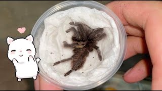 My first Aphonopelma anax Texas Tan Tarantula [upl. by Suinotna237]