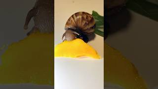 look how the Achatina snail eats [upl. by Alexi247]