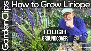 How to Grow Liriope Muscari  Lily Turf  Monkey Grass  A tough ground cover for difficult spots [upl. by Rolland414]