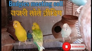 Budgies meeting call  Budgies Birds Matingvideo [upl. by Acirtap439]