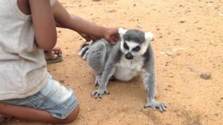 Lemur Asks For Back Scratch  Wont Take No For An Answer [upl. by Nileak10]