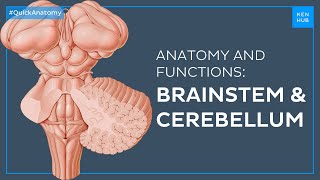 Brainstem and Cerebellum Structure and functions easily explained  Quick Anatomy  Kenhub [upl. by Nnav]