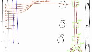 Autonomic Nerves of the Abdomen [upl. by Lahtnero]