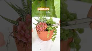 Succulent DIY Ideas  Ý tưởng trang trí sen đá 多肉植物 다육이들 Suculentas [upl. by Ahsekam]